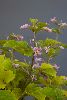 <em>Clematis heracleifolia</em> 'Pink Dwarf'